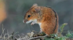 Egér polevka: leírás és funkciók